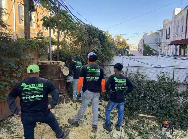 Power Tree Removal Sunset Park NY